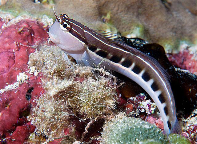 Linear Blenny Fish - Violet Aquarium