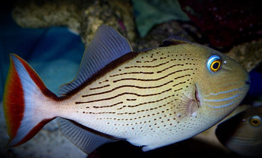 Rare Linespot Triggerfish Size: M 3" to 4"