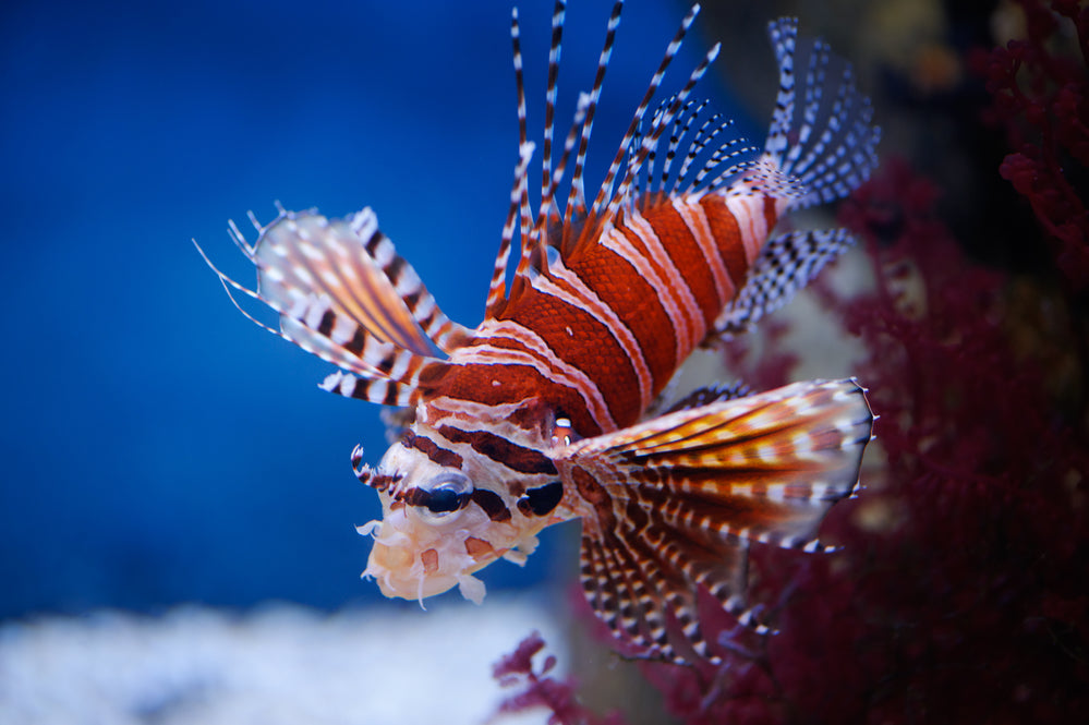 Tilon Fish Dwarf Zebra Lionfish Size: XL 4