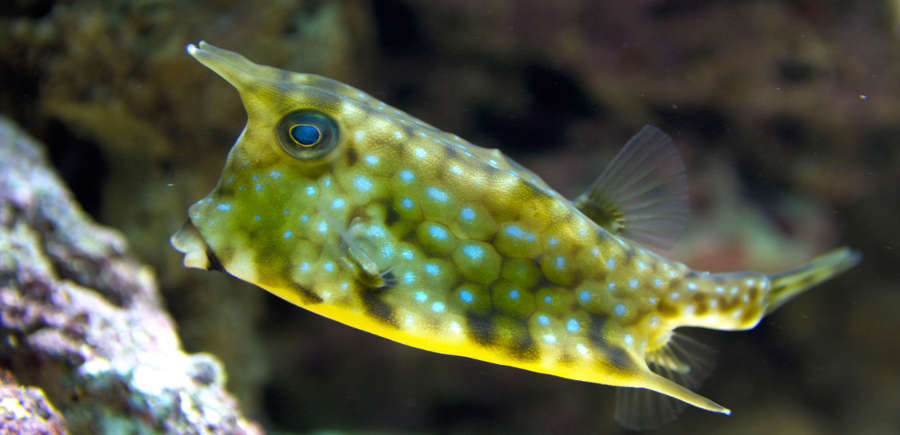 Longhorn Cowfish - Violet Sea Fish and Coral