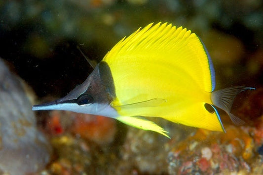 Yellow Longnose Butterflyfish - Violet Aquarium