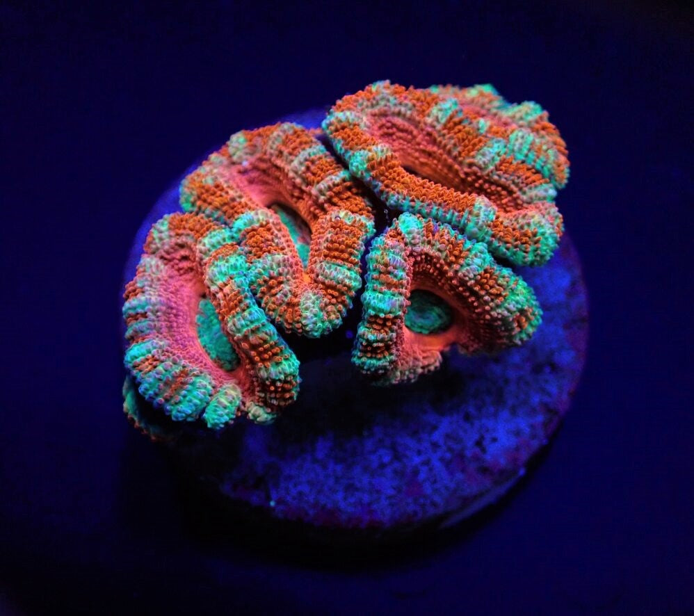 Acan Lordhowensis - Violet Aquarium 