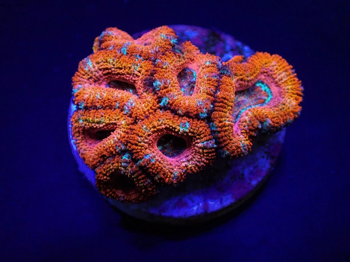 Acan Lordhowensis - Violet Aquarium 