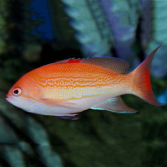 Luzon's Anthias Size: L 4" to 5"