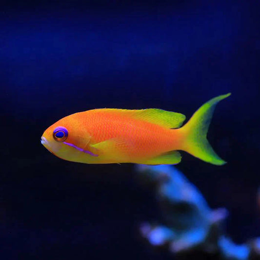 Female Lyretail Anthias (Maldives) Size: M 2"to 3"