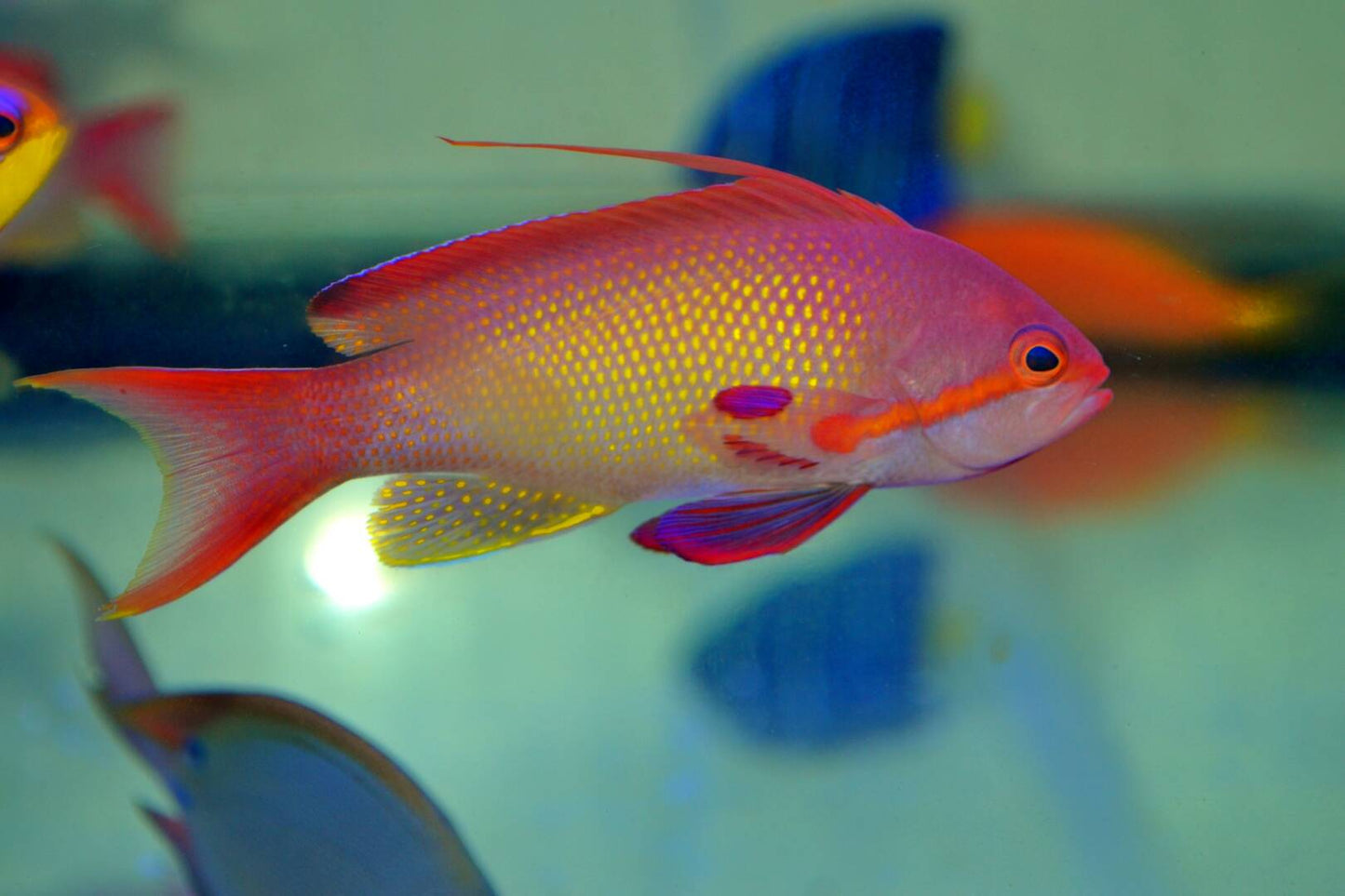 Male Lyretail Anthias (Indonesia)