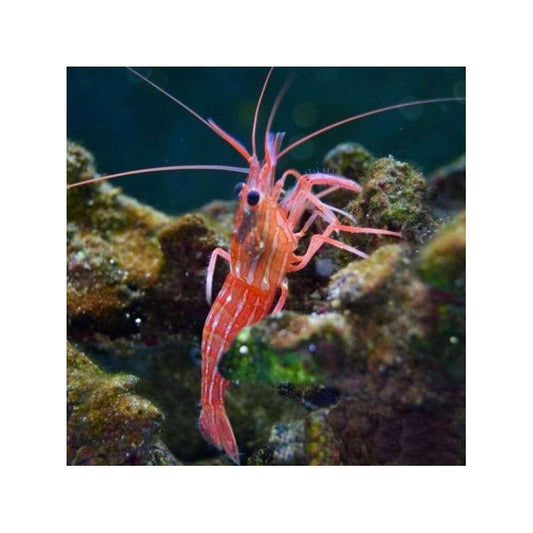 Peppermint Shrimp