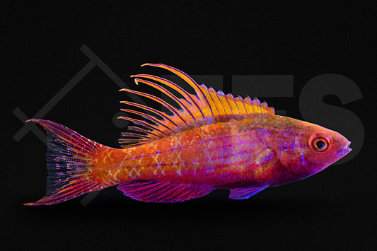 Blue Flasher Wrasse Size: L 1.75" to 2.5"