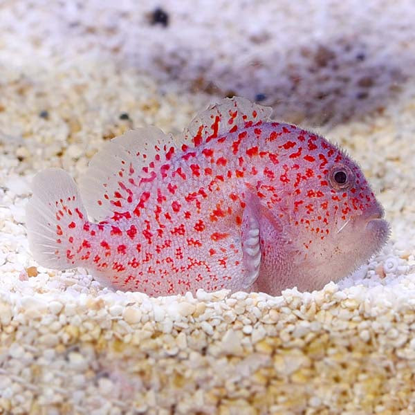Madagascar Gumdrop Coral Croucher Goby