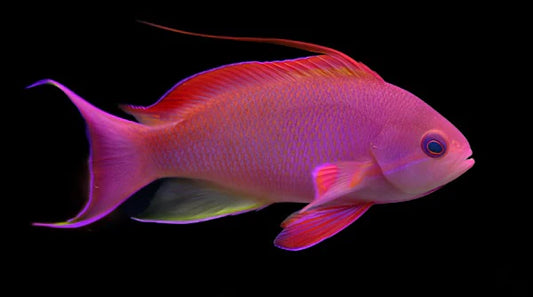 Supermale Red Breast Lyretail Anthias (Indonesia) Size: XXL/SHOW 3" to 4" - Violet Aquarium 