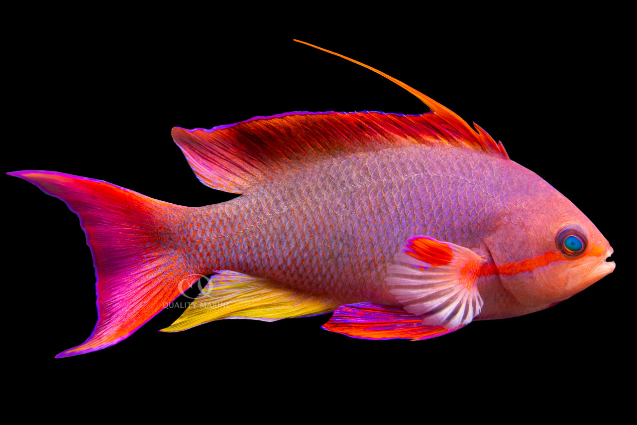 Supermale Red Breast Lyretail Anthias (Indonesia) Size: XXL/SHOW 3" to 4" - Violet Aquarium 