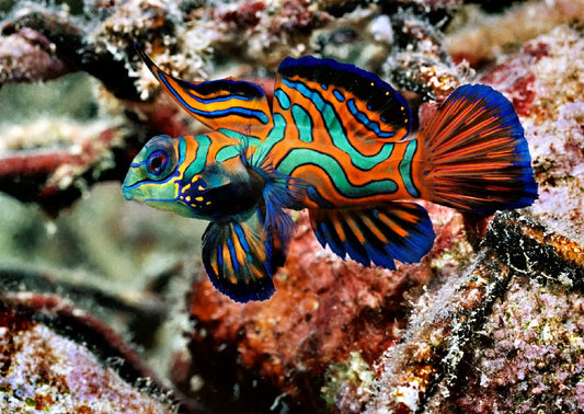 Green Mandarin Dragonet - Violet Sea Fish and Coral