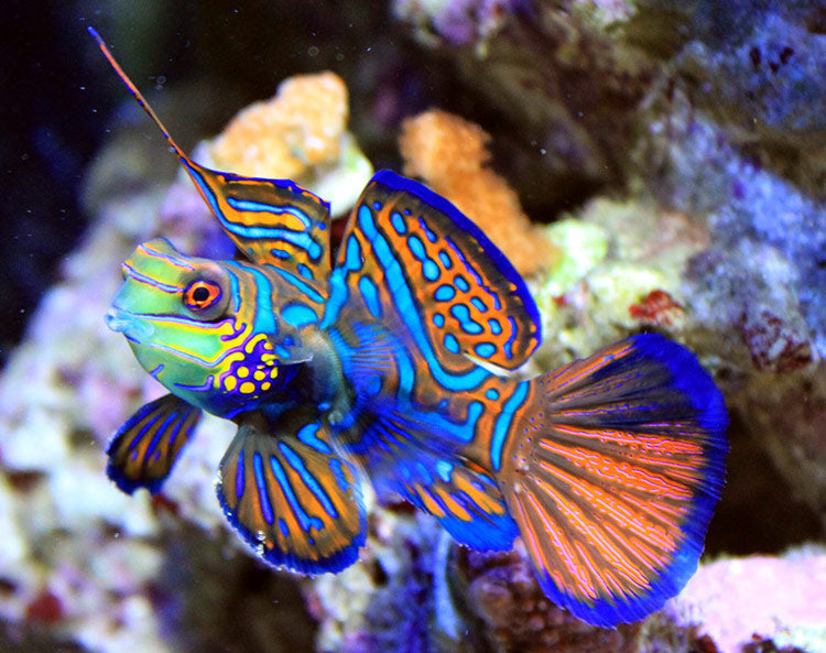 Green Mandarin Dragonet - Violet Sea Fish and Coral