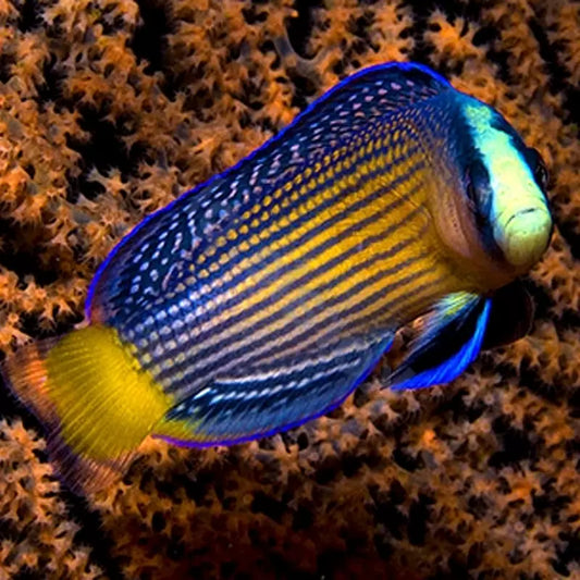 Splendid Dottyback