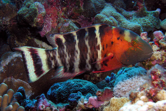 Red Breast Maori Wrasse Size: M 2" to 4"