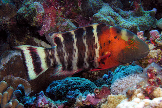 Red Breast Maori Wrasse Size: M 2" to 4"