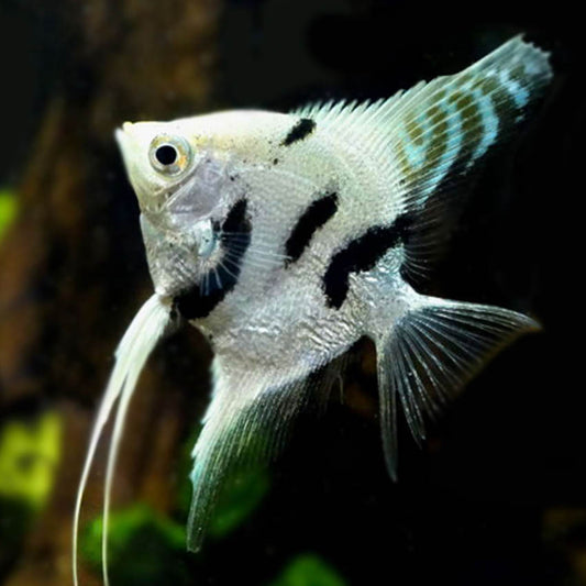 Marble Angelfish Size: ML 2" to 3"