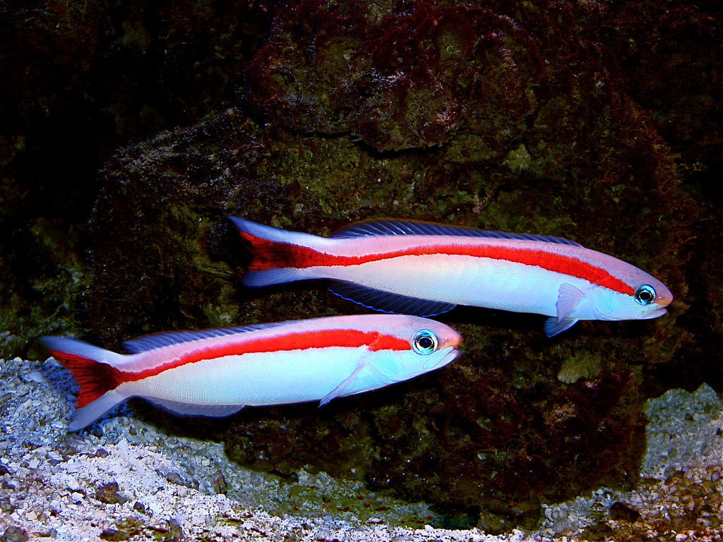 Skunk Tilefish - Violet Sea Fish and Coral