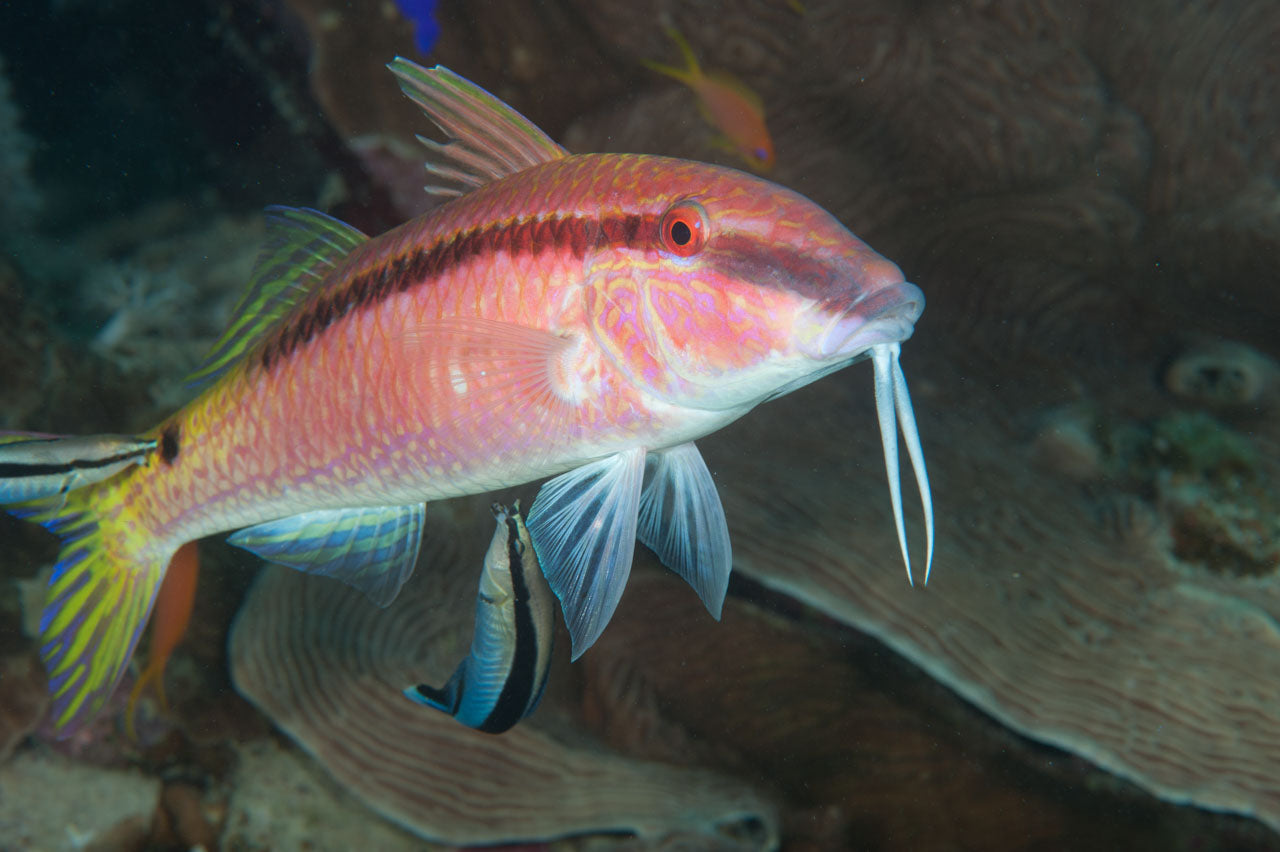 Longbarbel Goatfish – Violet Aquarium