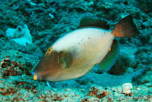 Masked Triggerfish Size: M 2.5" to 3.5" (Maldives)