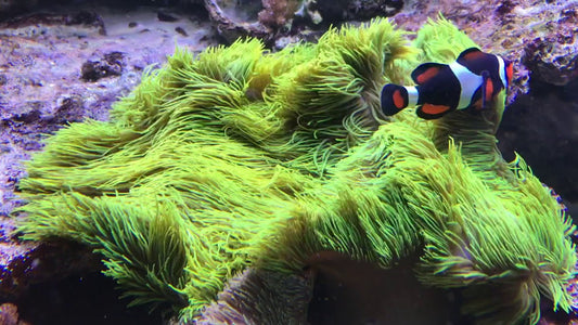 Rare Aussie Metallic Green Gigantea Carpet Anemone Size: XXL/SHOW  12" to 24"