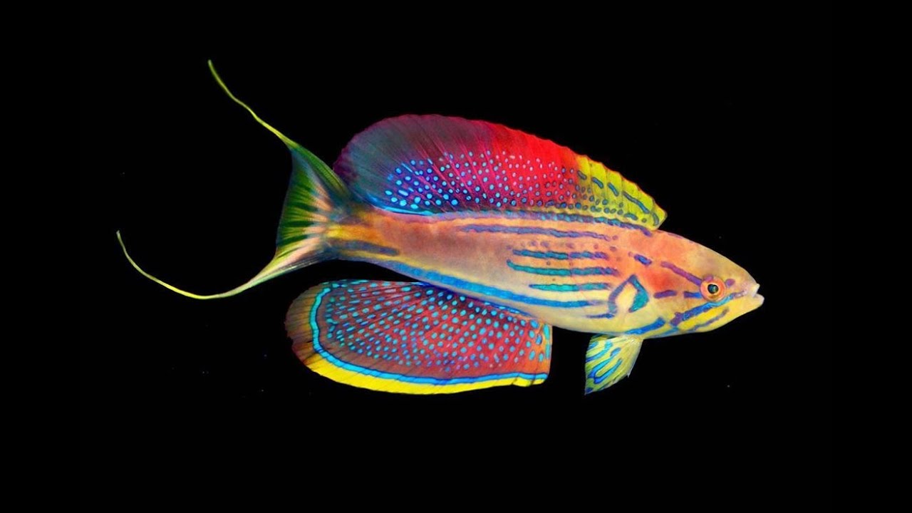 Madagascar Flasher Wrasse Supermale Size: XL 3.5" to 4" - Violet Aquarium 
