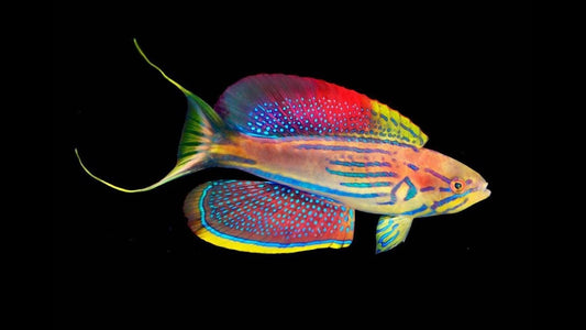 Madagascar Flasher Wrasse Supermale Size: XL 3.5" to 4" - Violet Aquarium 