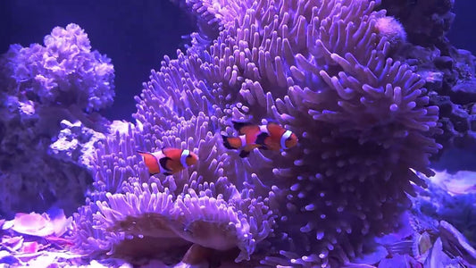 Purple Ritteri Anemone (Maldives Import) - Violet Aquarium 