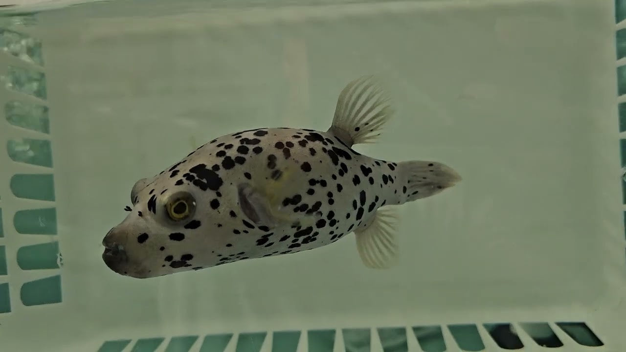 Rare Solomon Islands Black Dalmation PufferFish Size: M 3" to 4"