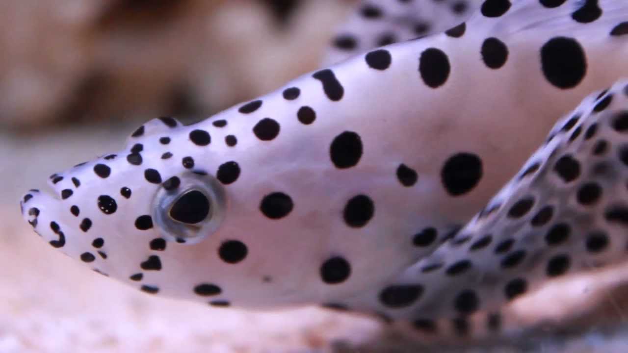 Panther Grouper - Violet Sea Fish and Coral