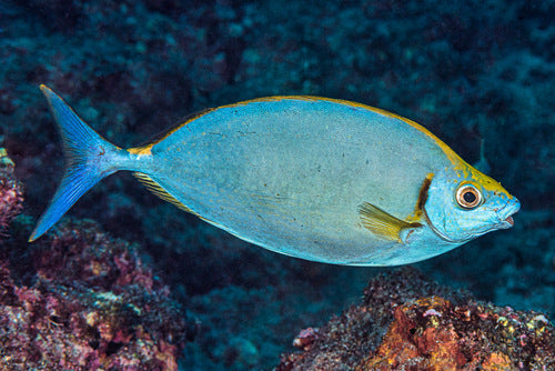 Forktail Rabbitfish Size: M 2" to 3"