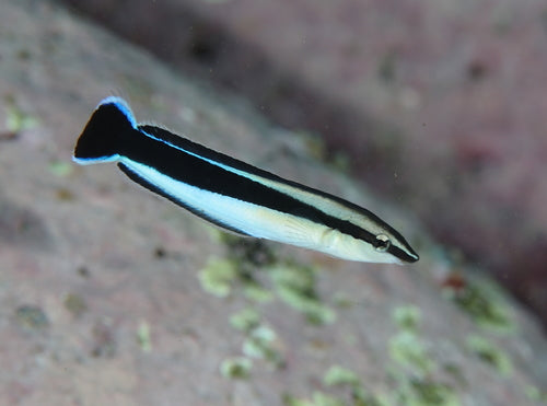 Mimic Blue Cleaner Wrasse Size: XL 2" to 3”
