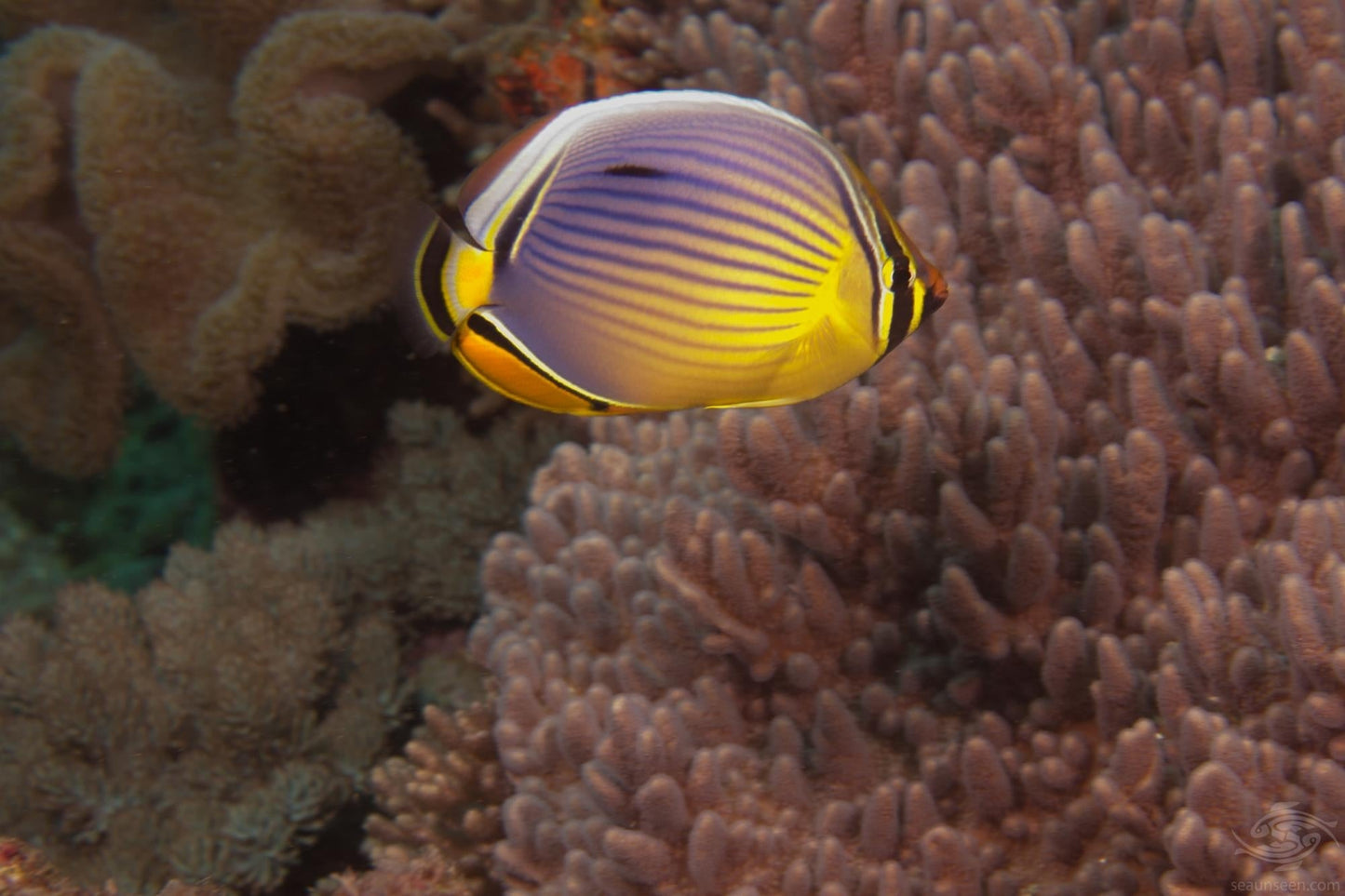Melon Butterflyfish Size: L 3" to 4"