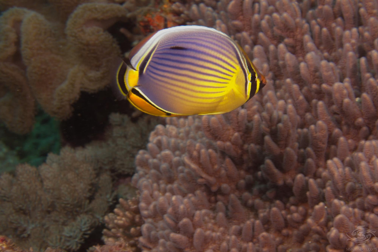 Melon Butterflyfish Size: Tiny 2" or Below