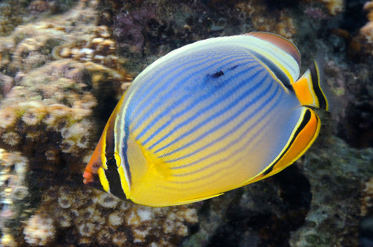 Melon Butterflyfish Size: XL 4" to 5"