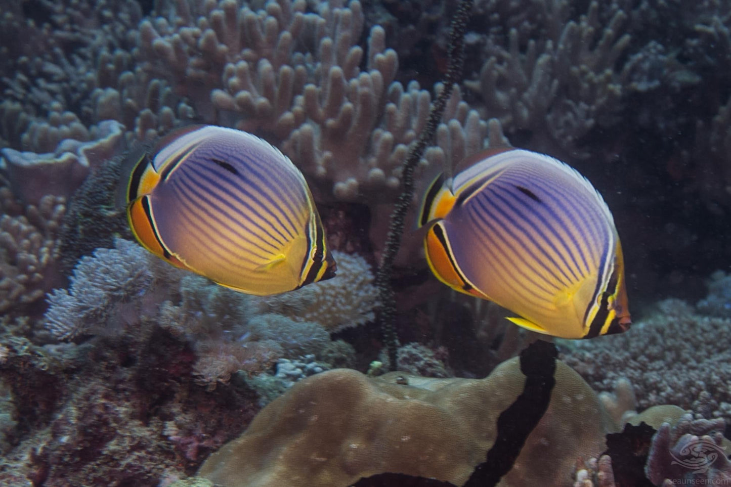 Melon Butterflyfish Size: M 2.5" to 3"