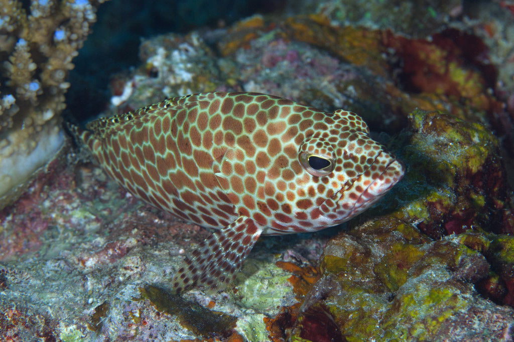 Multi Color Spotted Grouper/ Honeycomb Grouper Size: ML 3" to 4"