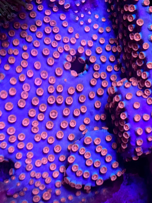 Aussie Hot Orange/Golden Eye Meteor Shower Cyphastrea Size:  0.75" to 1" Frag - Violet Aquarium 