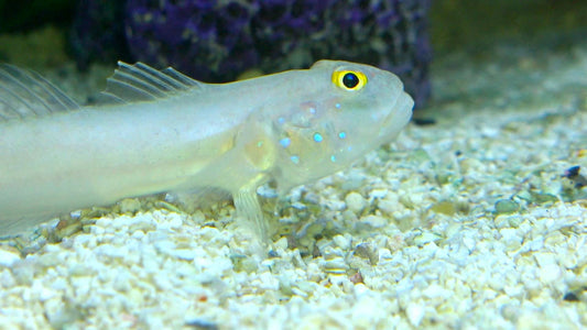 White Sand shifting Sleeper Goby - Violet Aquarium