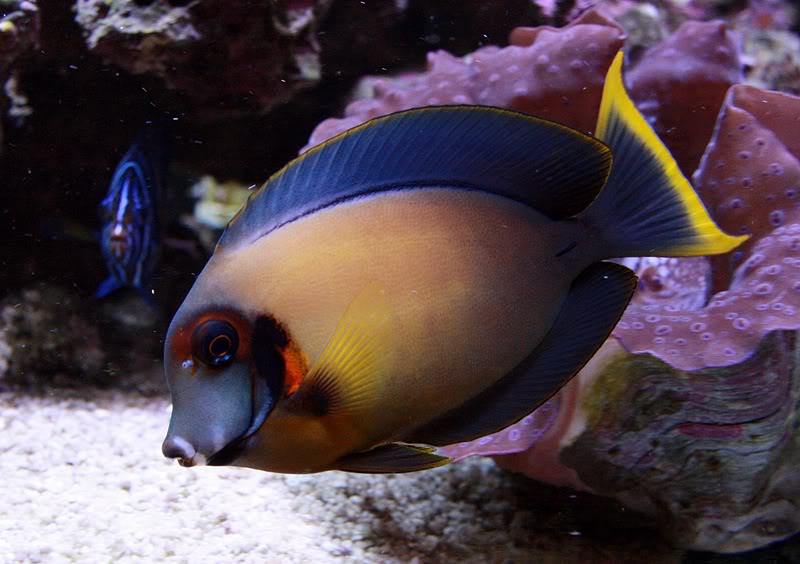 Candy Tang Chocolate Tang (Yellow Mimic when Juvenile) Size: L 4