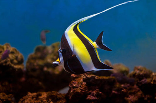 Moorish Idol - Violet Sea Fish and Coral