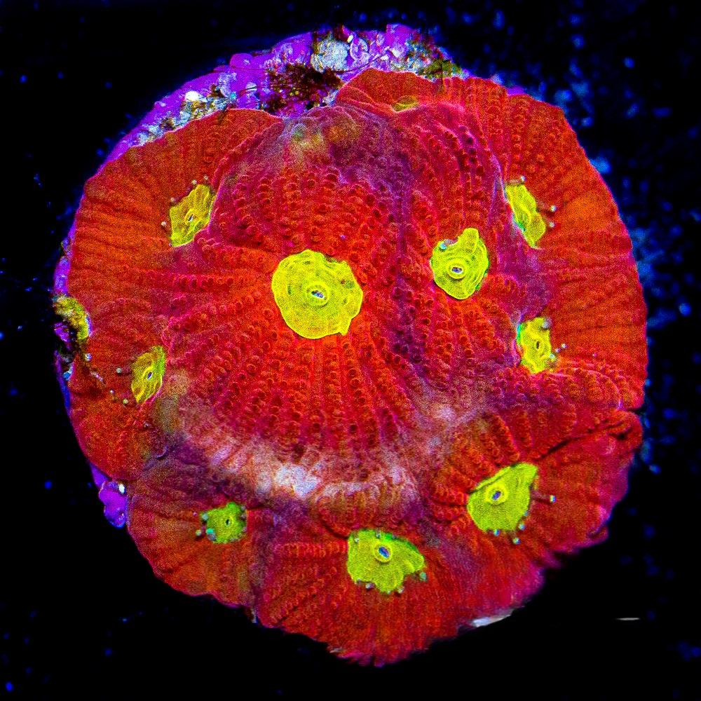 Sonic Boom Favites Frag (Aquacultured) Size: M 0.75" to 1" Approx Frag