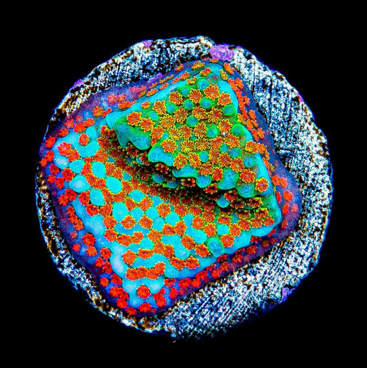 Aquaman Montipora Frag (Aquacultured) Size: M 0.75" to 1" Approx Frag