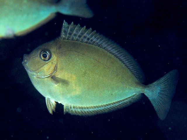 Black Tongue Blue Tail Unicorn Tang Size: XXXL/Show 8" and Above