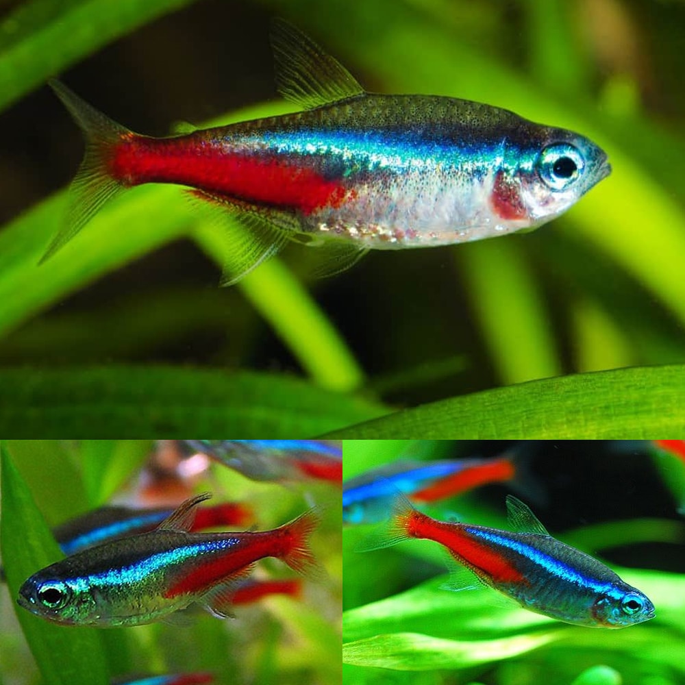 Neon Tetra Size: Tiny and Below"