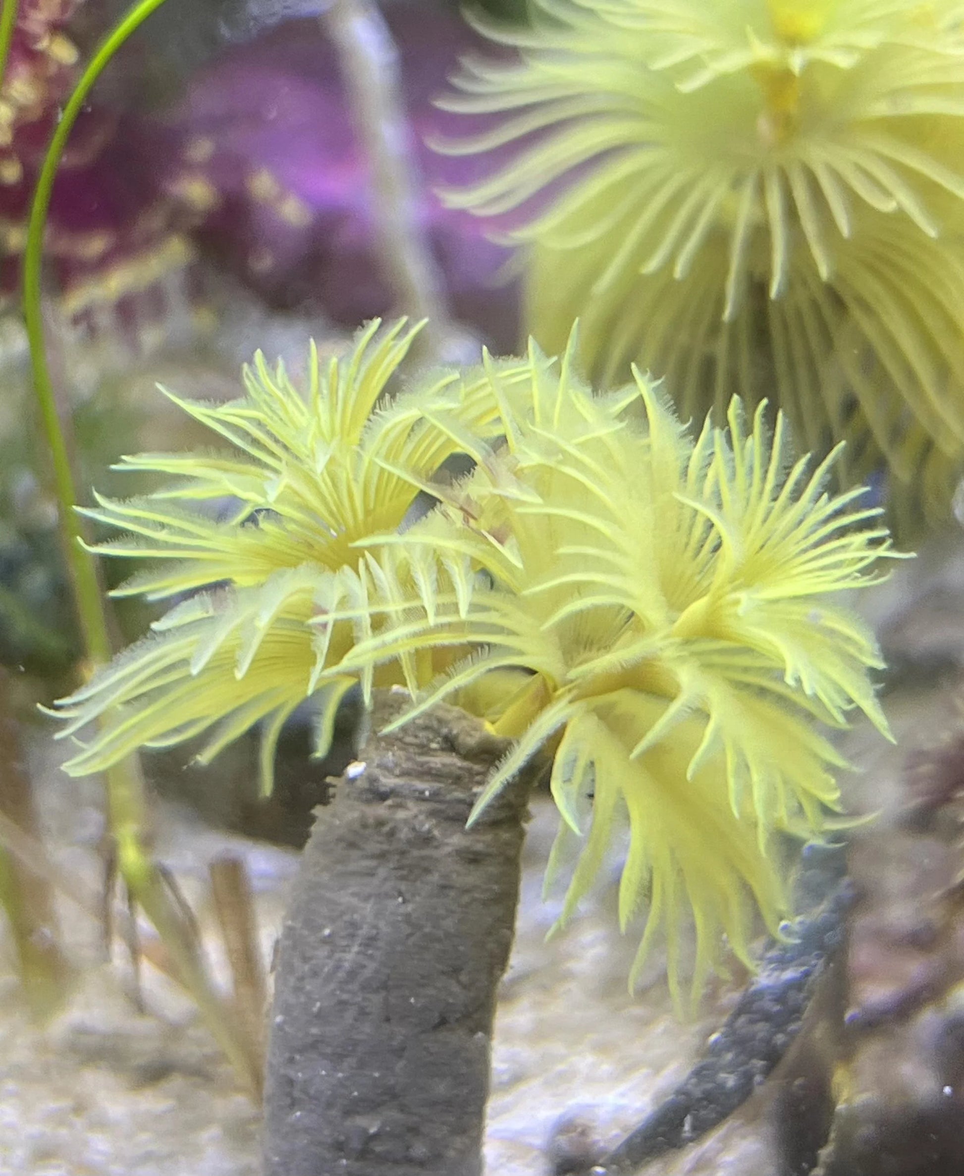 Royal Golden Yellow Feather Duster - Violet Aquarium 