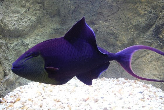 Niger Triggerfish - Violet Aquarium