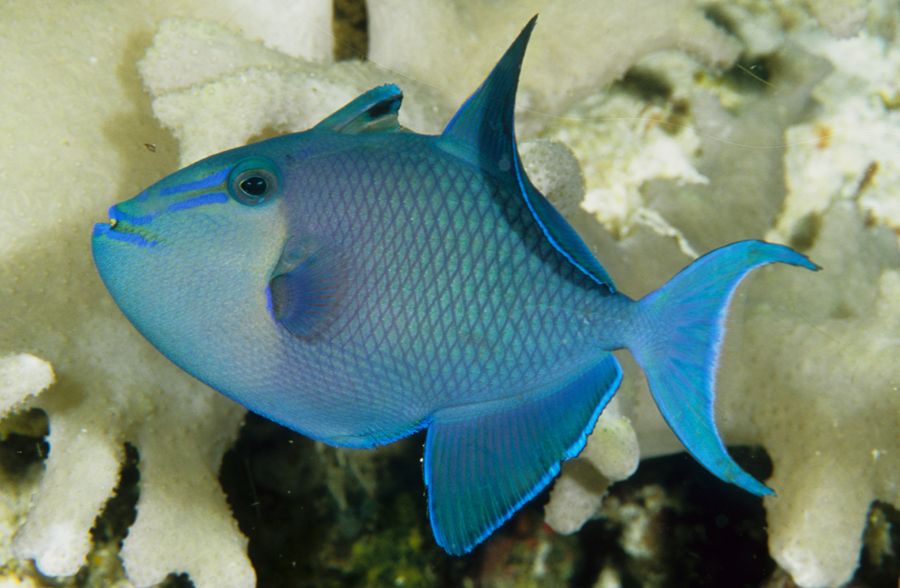 Niger Triggerfish - Violet Aquarium