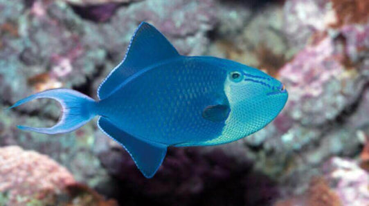 Niger Triggerfish - Violet Aquarium