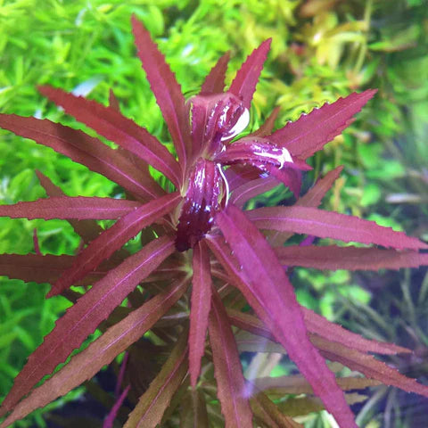 Limnophila Aromatica Red (Belem)